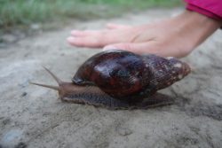 schnecke