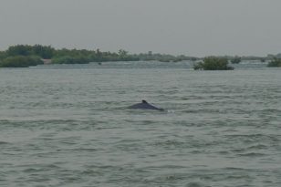 Laos-4000-Islands-Kayaktour-Irrawady-Delphine