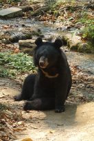 Lung-Prabang-Kuang-Si-Waterfall-Bear-Rescue-Center-(BärenBärenschutzstation)-2