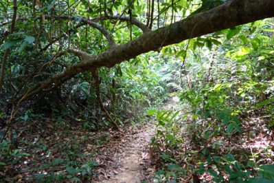 Perhentian-Islands-Malaysia-Perhentian-Besar-Dschungel