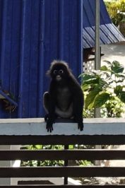 Perhentian-Islands-Malaysia-Perhentian-Besar-Tiere-1