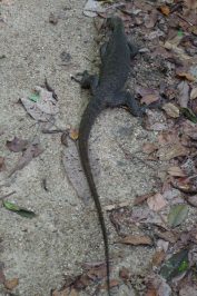 Perhentian-Islands-Malaysia-Perhentian-Besar-Tiere-2