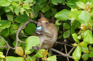 Langkawi-Tour-Dayang-Bunting-Marble-Geoforest-Park-3