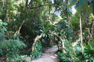 Singapur-Sehenswürdigkeiten-Sentosa-Island-Freizeitpark-Nature-Walk-1