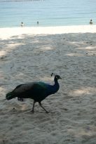 Singapur-Sehenswürdigkeiten-Sentosa-Island-Freizeitpark-Tanjong-Beach-2