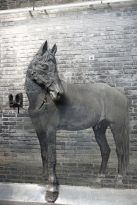 Chengdu-Old-Dragon-Street-Streetart-5