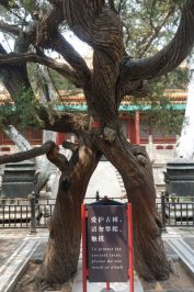 Peking-Sehenswürdigkeiten-Stadtbild-Verbotene-Stadt-(Forbidden-City)-Garten-1