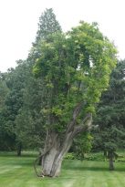 Peking-Sehenswürdigkeiten-Temple-of-Heaven-Park-alter-Baum