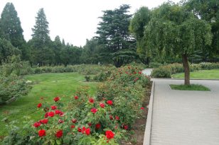 Peking-Sehenswürdigkeiten-Temple-of-Heaven-Rose-Garden-1