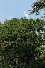 Kinabatangan-River-Tour-Sabah-Morning-Cruise-9