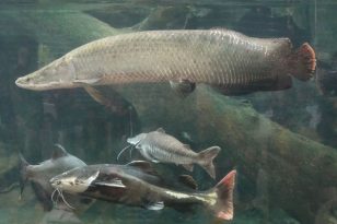 Taichung-Sehenswürdigkeiten-Botanical-Garden-3