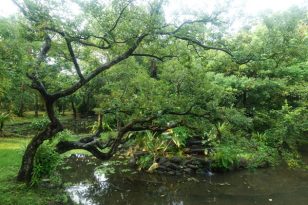 Taipei-Sehenswürdigkeiten-Botanical-Garden-1