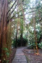 Taipei-Sehenswürdigkeiten-Botanical-Garden-2