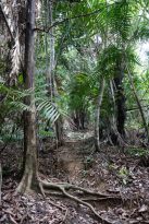 Kota-Kinabalu-Sehenswürdigkeiten-KK-Sapi-Island-Tagesausflug-Trail-2