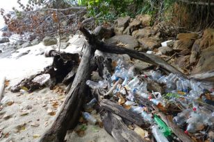 Kota-Kinabalu-Sehenswürdigkeiten-KK-Sapi-Island-Tagesausflug-Trail-6